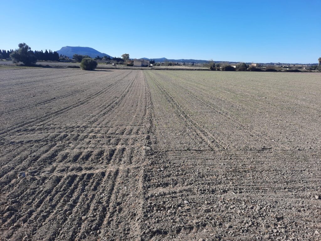 APAEMA: el cambio climático llena de incertidumbre al sector agrario de Mallorca