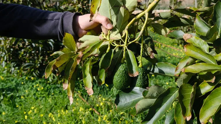 APAEMA. Miquel Tena: «El problema no es el aguacate, sino el mal uso del agua»