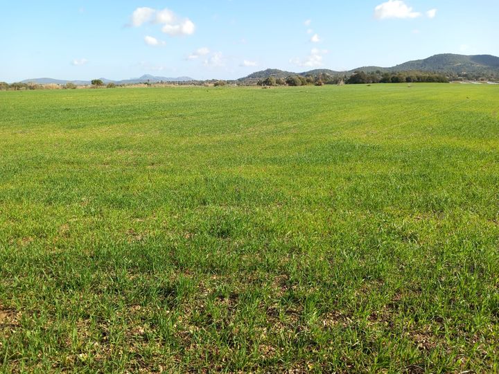 APAEMA: «Las lluvias de febrero han sido una bendición para los sembrados»