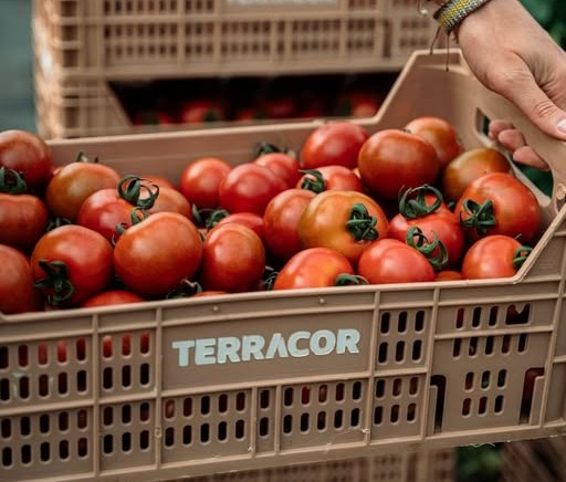 original TERRACOR 1